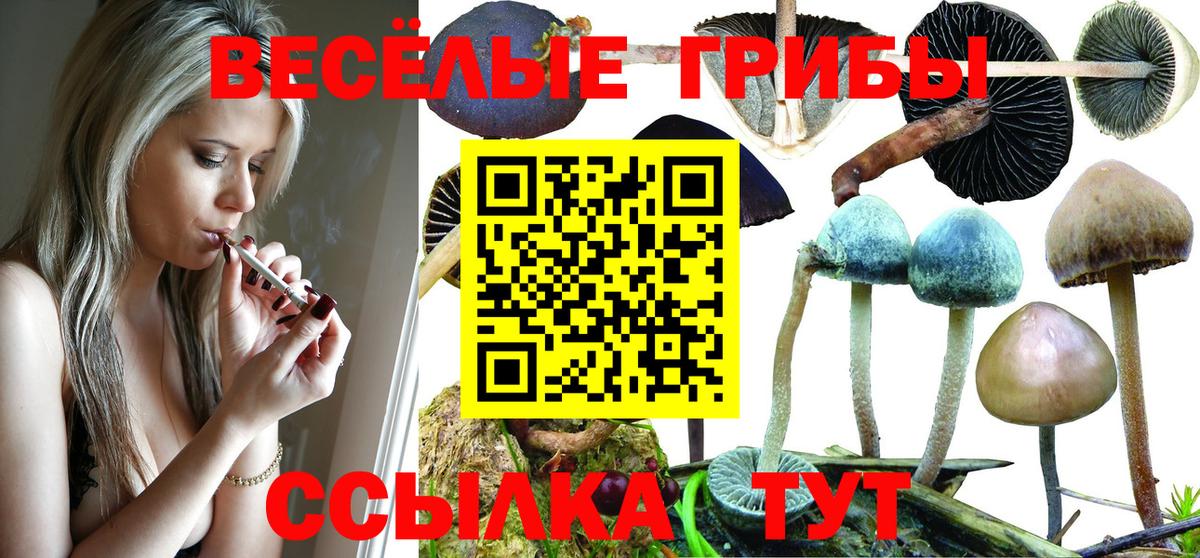 Чернушка  Псилоцибиновые грибы Magic Shrooms  Вход с VPN 